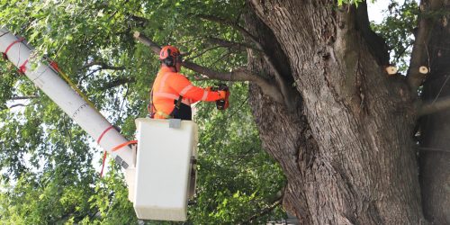 Tree Removal, Tree Cutting, Tree Service, Free Estimates