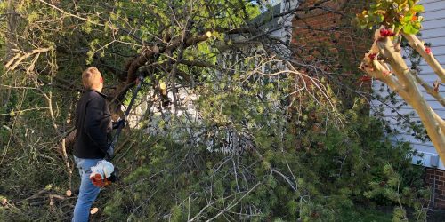 Tree Removal, Tree Cutting, Tree Service, Free Estimates Tree Removal, Tree Cutting, Tree Service, Free Estimates