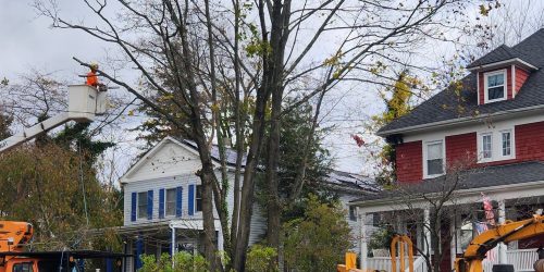 Tree Removal, Tree Cutting, Tree Service, Free Estimates Tree Removal, Tree Cutting, Tree Service, Free Estimates